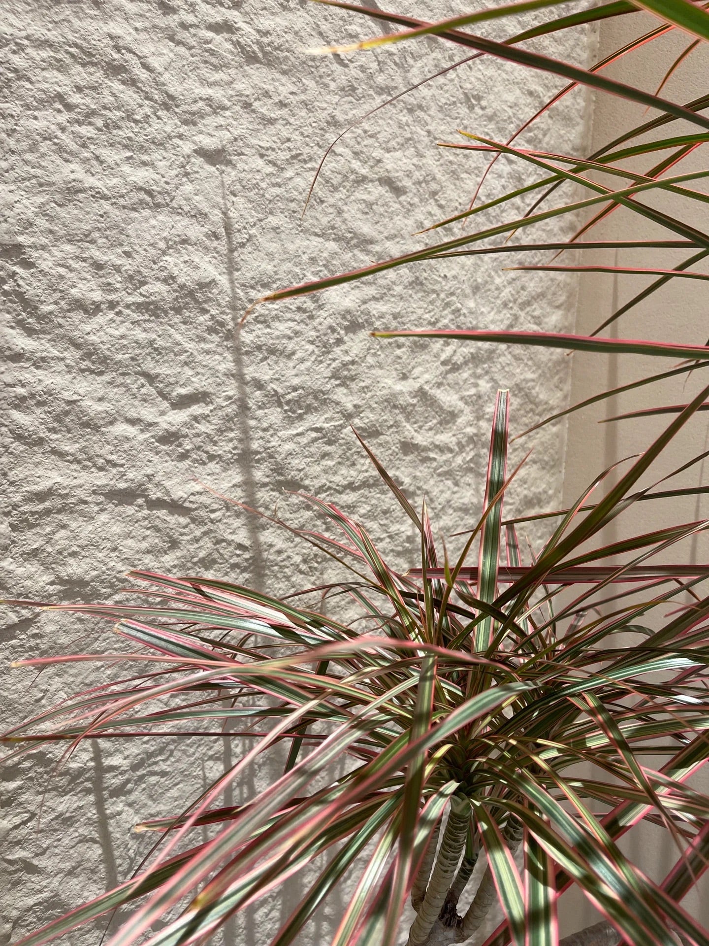 Soft Stone Lime Stone